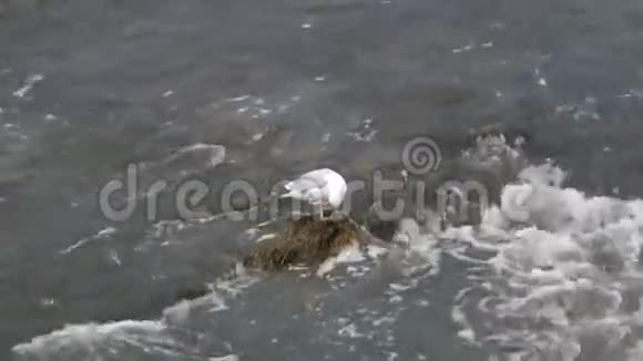 水中的海鸥北美河景观视频的预览图