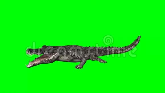 鳄鱼吃3种不同的视图绿色屏幕视频的预览图