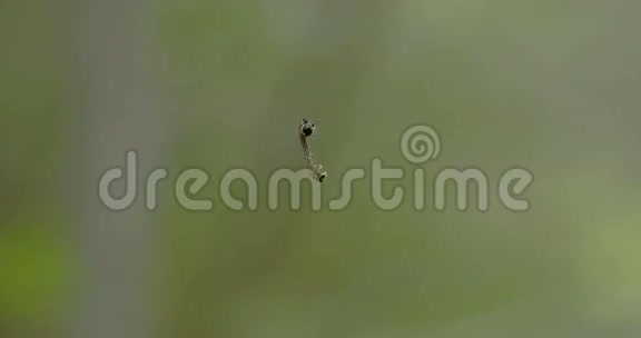 一只小飞蛾在FS7004K上爬行视频的预览图