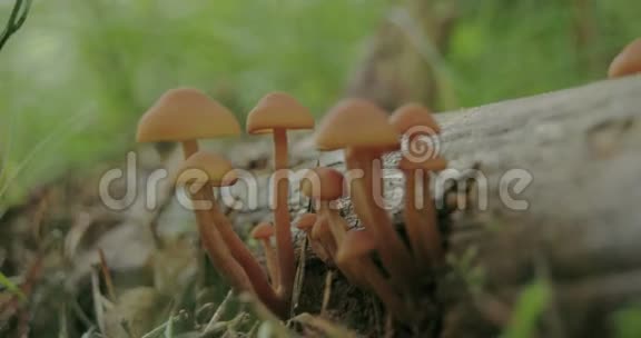生长在树干FS7004K上的小白蘑菇视频的预览图