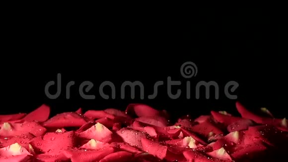 风吹着黑色背景的红玫瑰花瓣视频的预览图