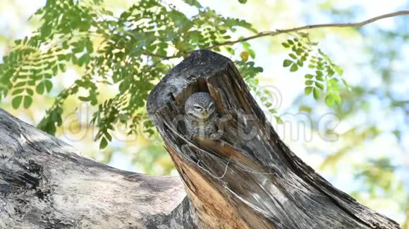鸟斑点点的猫头鹰空心树干上的猫头鹰视频的预览图