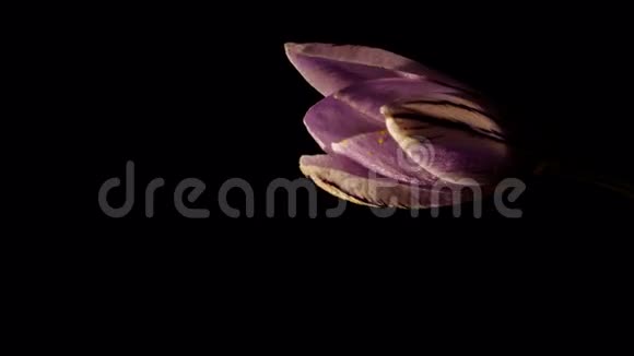 花紫色番红花盛开格式电影4K视频的预览图
