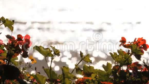 意大利科摩湖畔的贝拉吉奥花视频的预览图