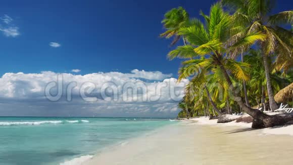 孤独的异国海滩上的棕榈树视频的预览图