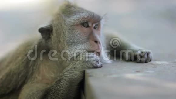 猴子在巴厘岛乌卢瓦图神庙思考视频的预览图