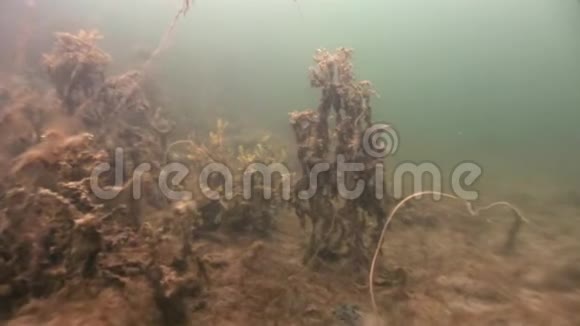俄罗斯白海海底海藻食物视频的预览图