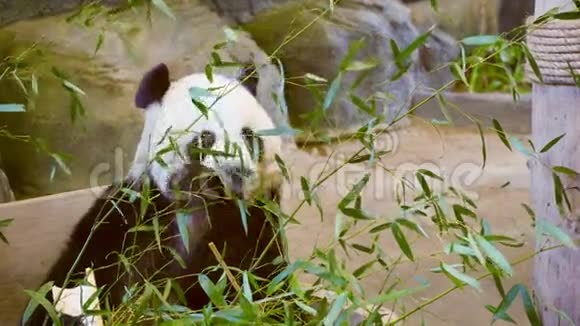 熊猫吃竹叶视频的预览图