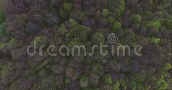 从上面俯瞰森林的壮丽景色从上面的森林类型视频的预览图