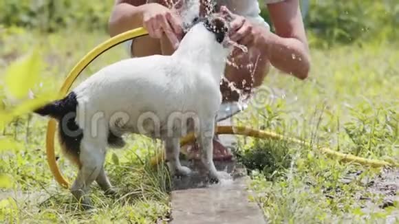 女人在花园里洗狗视频的预览图