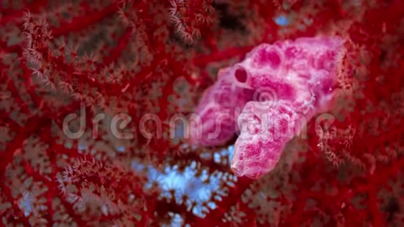 五颜六色的珊瑚礁有硬珊瑚海绵和大猩猩视频的预览图