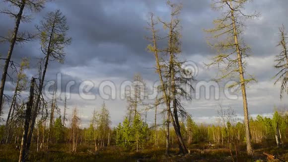 日落时西伯利亚泰加的春天森林视频的预览图