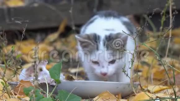 白灰猫吃它的食物视频的预览图