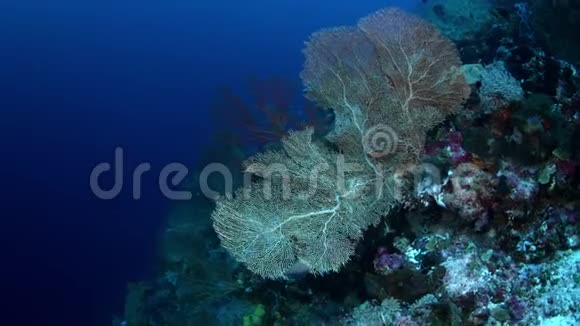 五颜六色的珊瑚礁有硬珊瑚海绵和大猩猩视频的预览图