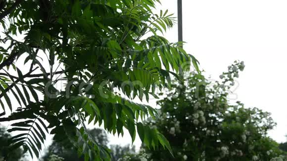 观赏花园树大叶滴雨滴视频的预览图