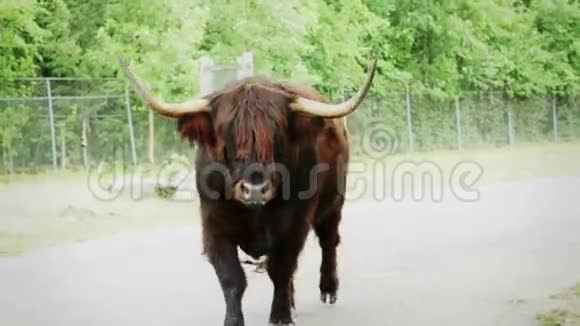 砰高地奶牛充电和照相机视频的预览图