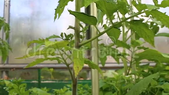 蔬菜温室里的循环视频视频的预览图
