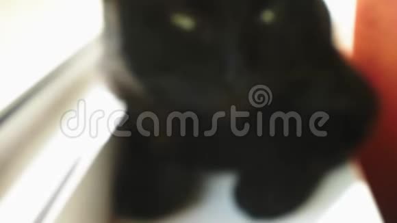 黑猫坐在窗户上视频的预览图