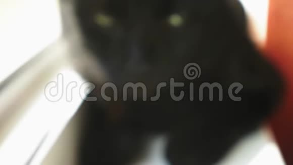 黑猫坐在窗户上视频的预览图