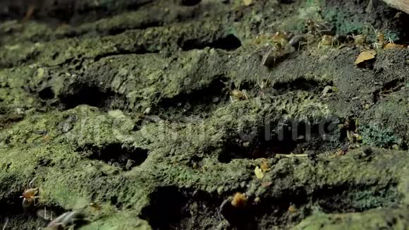 热带雨林地面白蚁视频的预览图