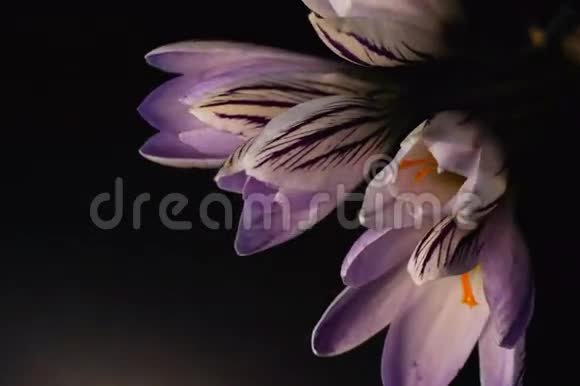 花紫色番红花盛开视频的预览图
