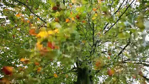 五彩缤纷的秋叶有着强劲的风视频的预览图