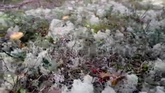 在草地的中央驯鹿地衣克拉迪纳克拉多尼亚鲁弗斯一个蘑菇视频的预览图