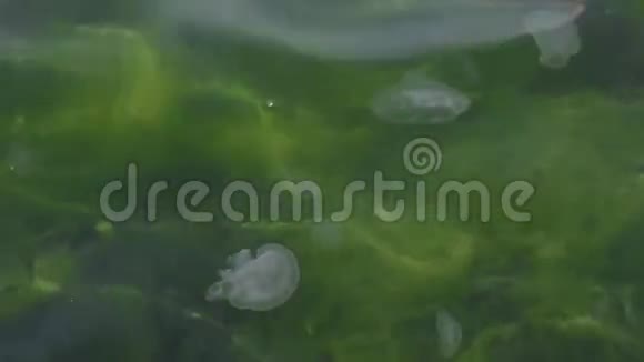 黑海的月亮水母奥雷利亚奥丽塔视频的预览图