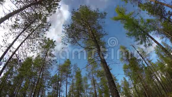 通过松树拍摄天空的延时摄影视频的预览图