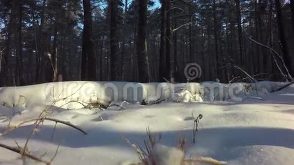 冬日混交林里积雪覆盖着太阳视频的预览图