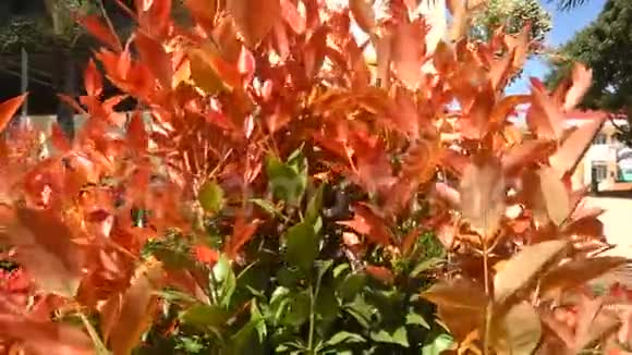 花园里的红叶视频的预览图