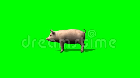 小猪吃绿色屏幕视频的预览图