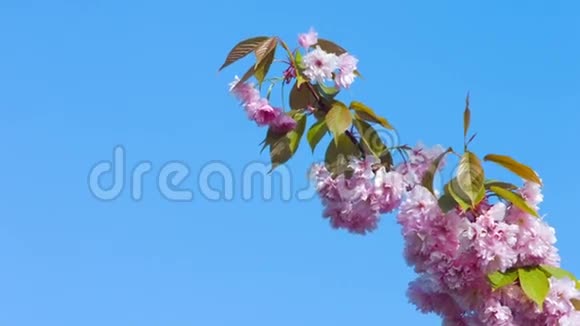 蓝天上的日本樱花枝视频的预览图