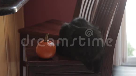 小南瓜旁边坐着的黑猫视频的预览图