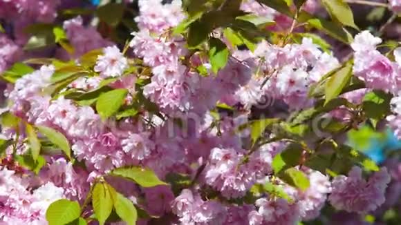 日本樱花树视频的预览图