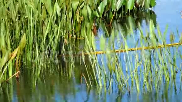池草中的美国野鸭4K视频的预览图