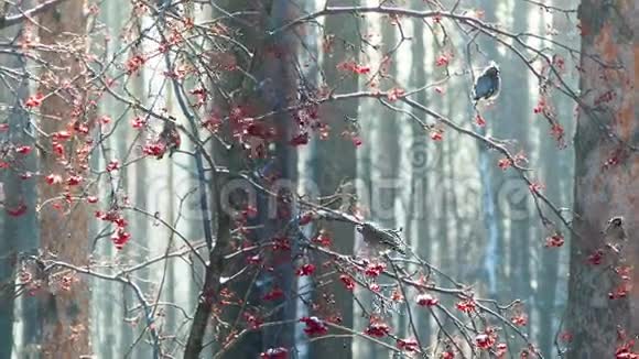 鸟波西米亚蜡翅在霜冻上吃杨梅视频的预览图