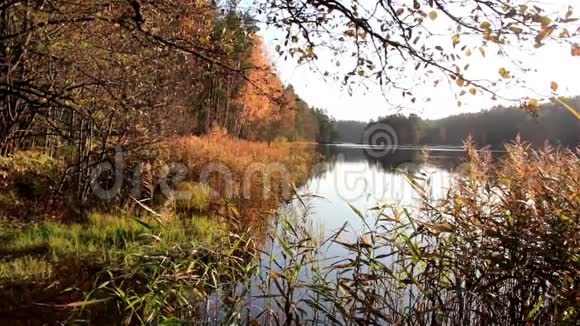 湖边有森林和一些阳光的湖景视频的预览图