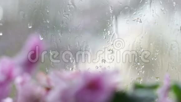 雨滴沿着窗户上的玻璃流下来窗台上开着粉红色和紫色的美丽花朵视频的预览图