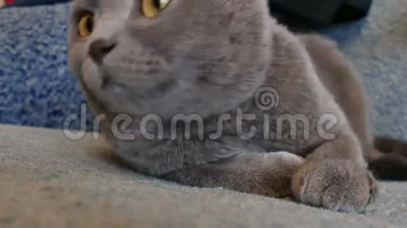 猫英国大眼睛躺在沙发上视频的预览图