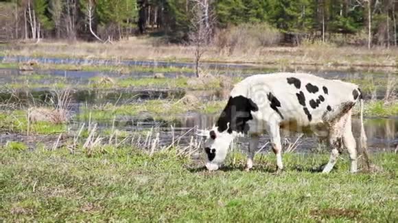 有黑点的白牛是b上的幼草视频的预览图