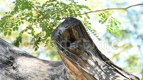 鸟斑点点的猫头鹰空心树干上的猫头鹰视频的预览图