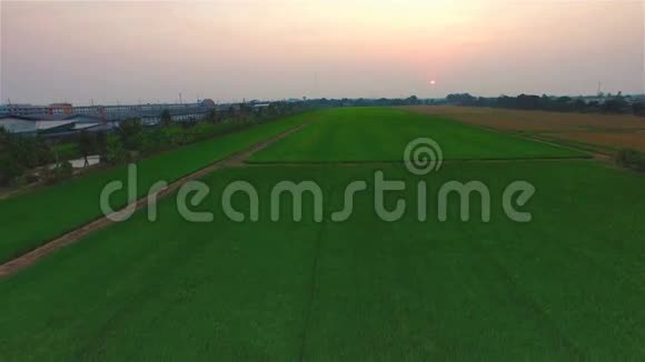 泰国日暮时分和小径上的绿色稻田4K30fps空中倾斜俯视视频的预览图