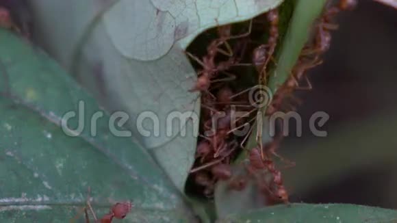 红蚁巢筑树工作视频的预览图
