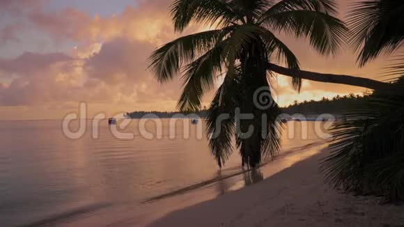 日出覆盖热带海滩和棕榈树早在异国情调的加勒比海岛视频的预览图