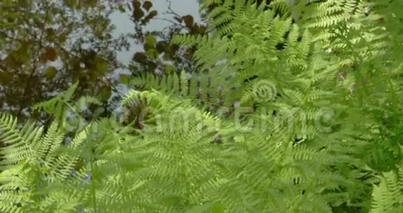 森林上的绿色蕨类植物4KFS700奥德赛7Q视频的预览图
