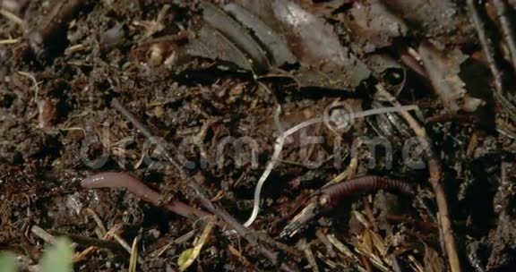 棕色蠕虫爬在泥土上4KFS700奥德赛7Q视频的预览图