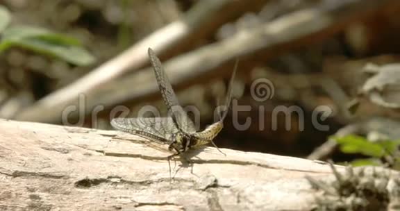 躺在木头上的蝴蝶4KFS700奥德赛7Q视频的预览图
