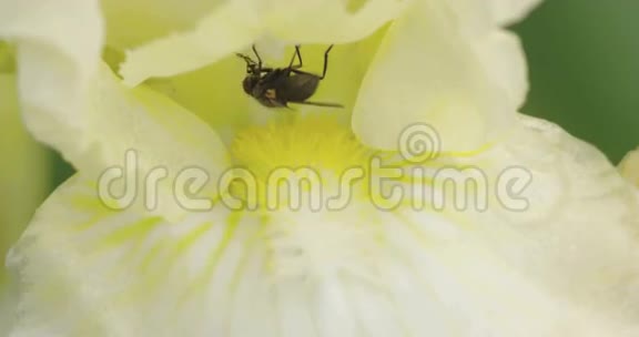一只害虫在花蜜上飞4KFS700奥德赛7Q视频的预览图