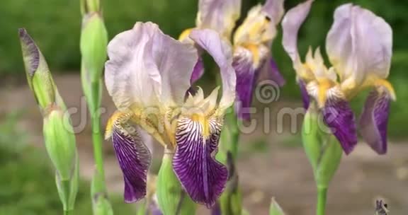 一朵紫色的花上面有一些苍蝇视频的预览图